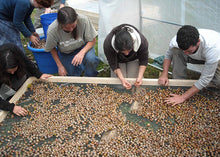 Load image into Gallery viewer, Seasonal Foraging Intensive - 3 days