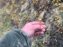 Load image into Gallery viewer, Seasonal Foraging Intensive - 3 days