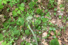 Load image into Gallery viewer, Seasonal Foraging Intensive - 3 days